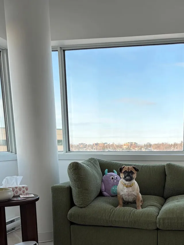 Gus, therapy dog in training