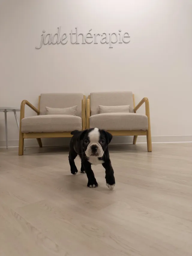 Murphy, therapy dog in training