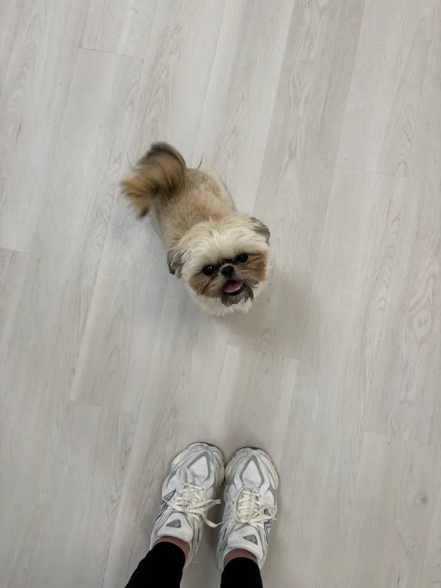 Winnie, therapy dog in training